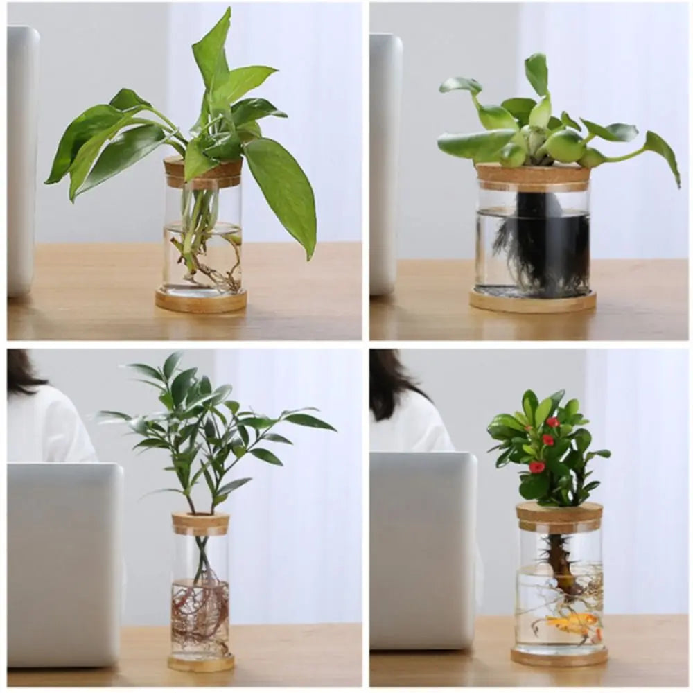 Creative Home Glass Vase Mini Transparent Hydroponic Flower Pot Potted Soilless Green Plant Terrarium Garden Decoration Oasis Select