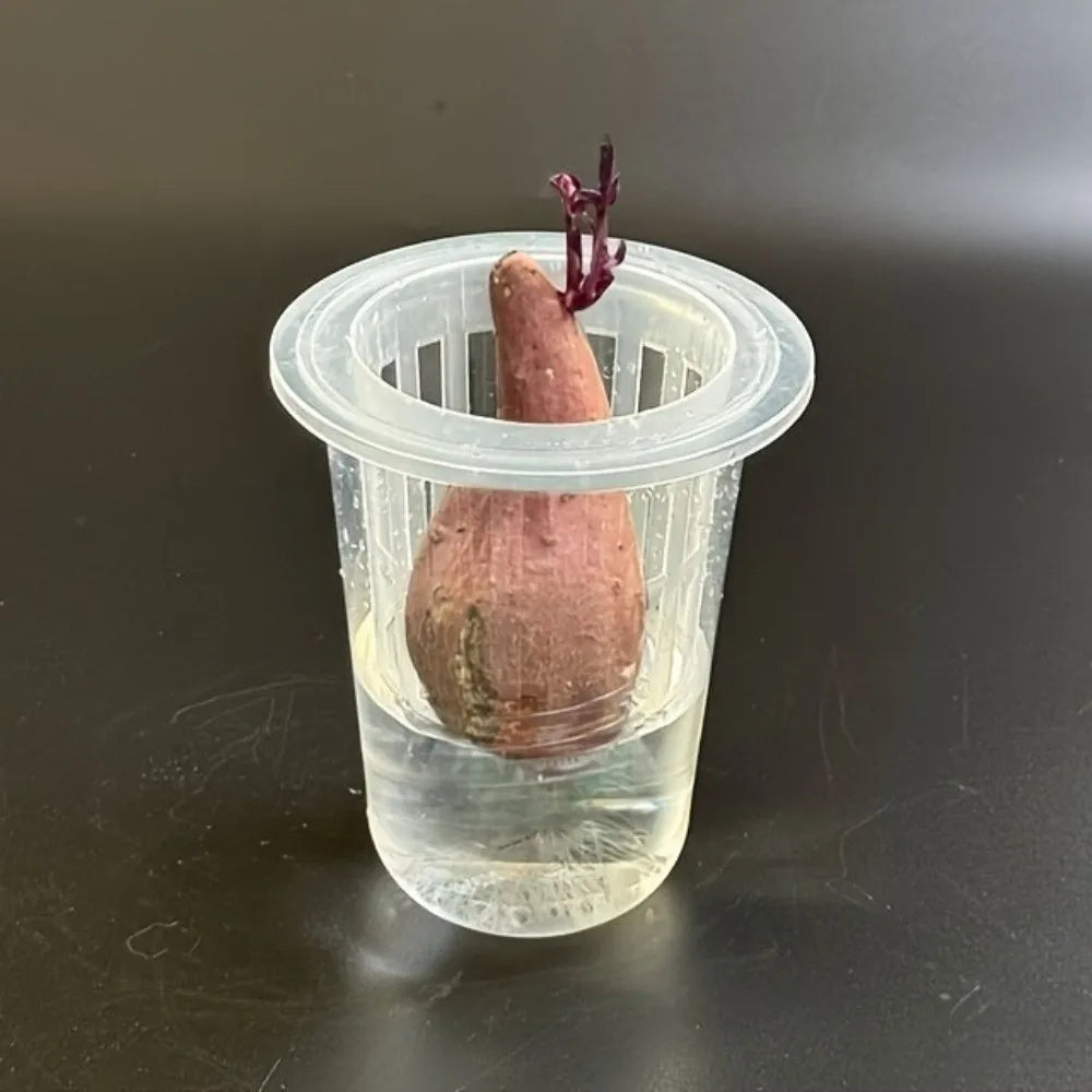 Transparent Plastic Hydroponic Mesh Cups Plant Propagation Vegetable Nursery Plant Nursery Pot Flowerpot Root View Cups Oasis Select