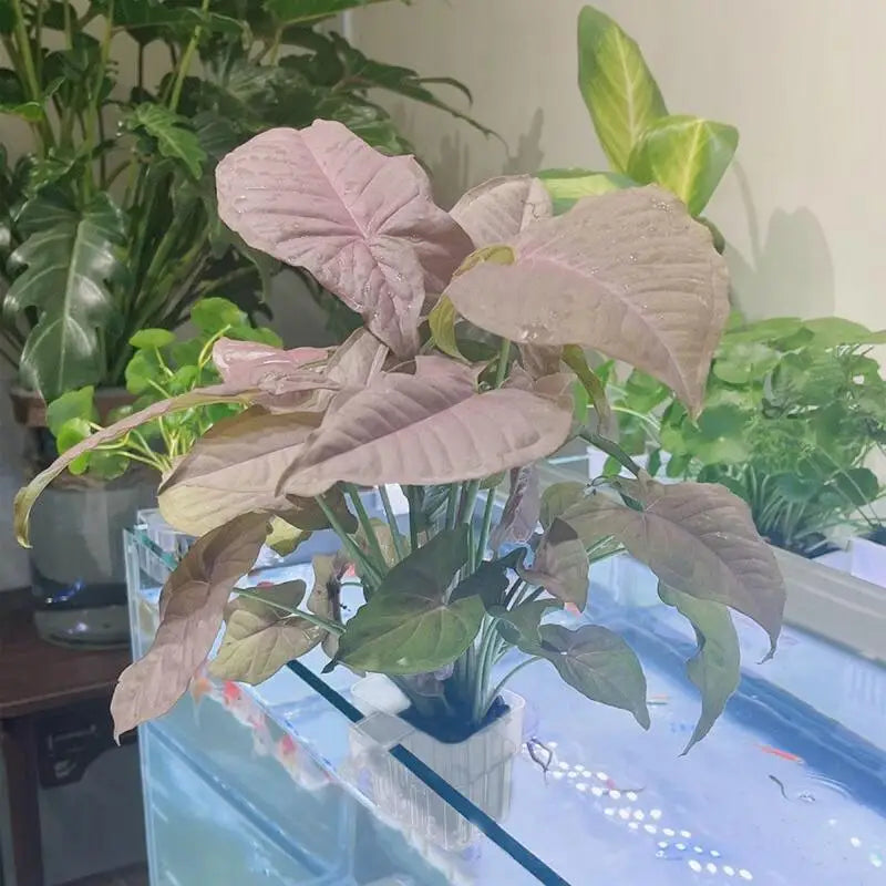 Fish Tank Plant Holder Aquarium Plant Basket with Hook Fish Tank Plant Cup Aquatic Plant Cup Aquarium Decorations Plants Pot Oasis Select