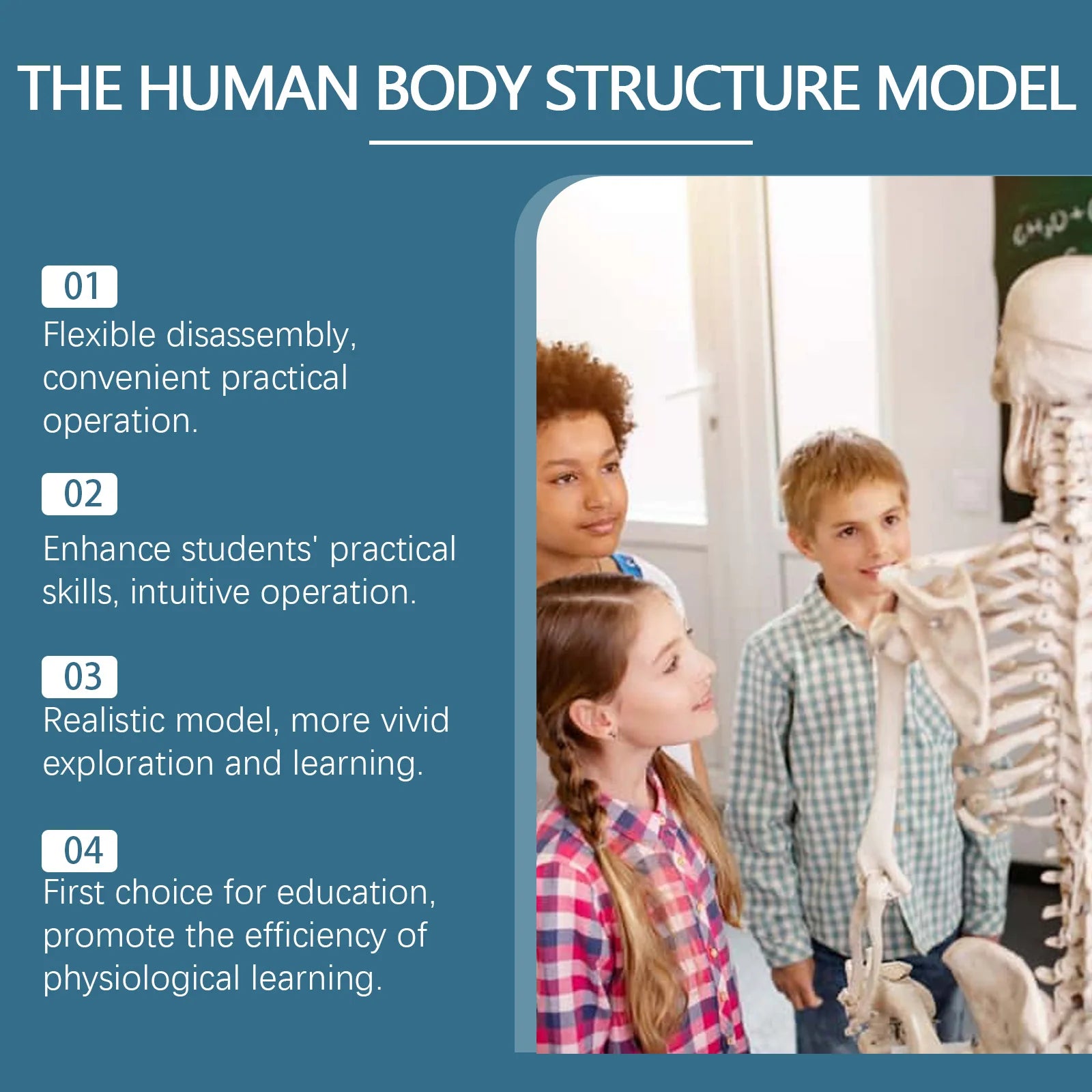 3D Human Body Model Anatomy Model Detachable Human Body Toy Stem Educational Toy Human Anatomy Model Body Structure Model Oasis Select