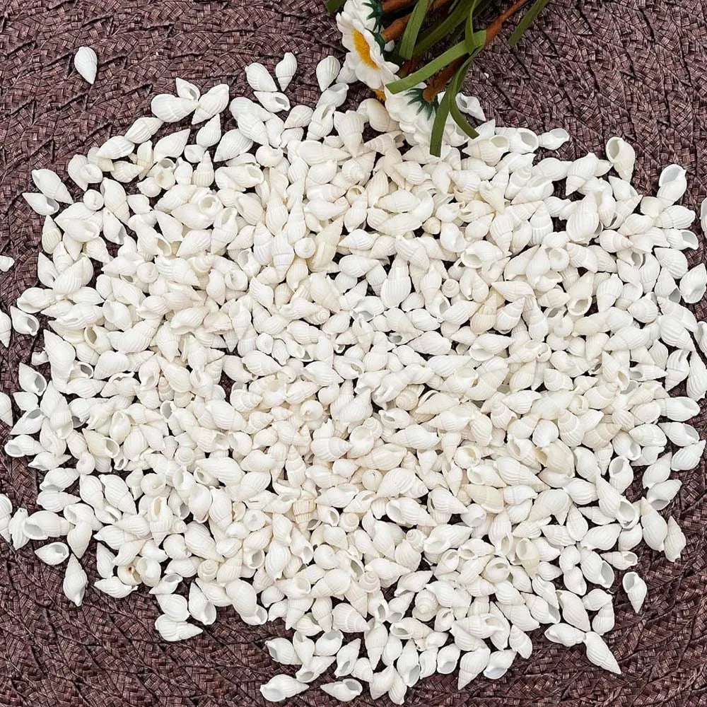 About 100pcs Natural White Beach Sea Shell BeadsTrumpet Spiral Seashells for DIY Craft Jewelry Making Wedding Party Home Decor Oasis Select