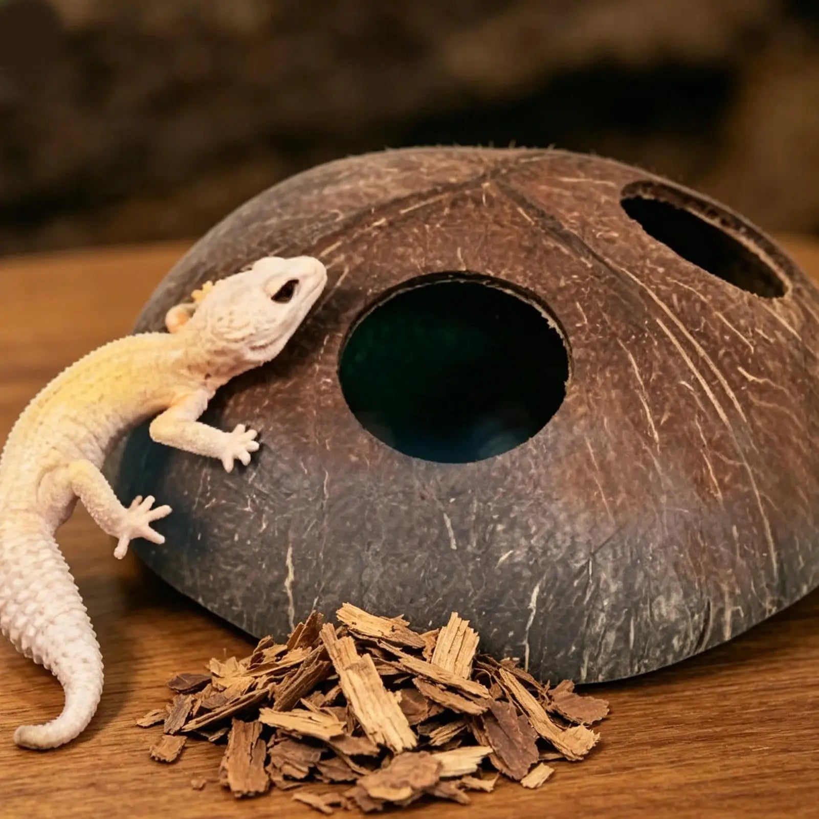Natural Coconut Shell Reptile Hiding Cave – Turtle & Lizard Hide