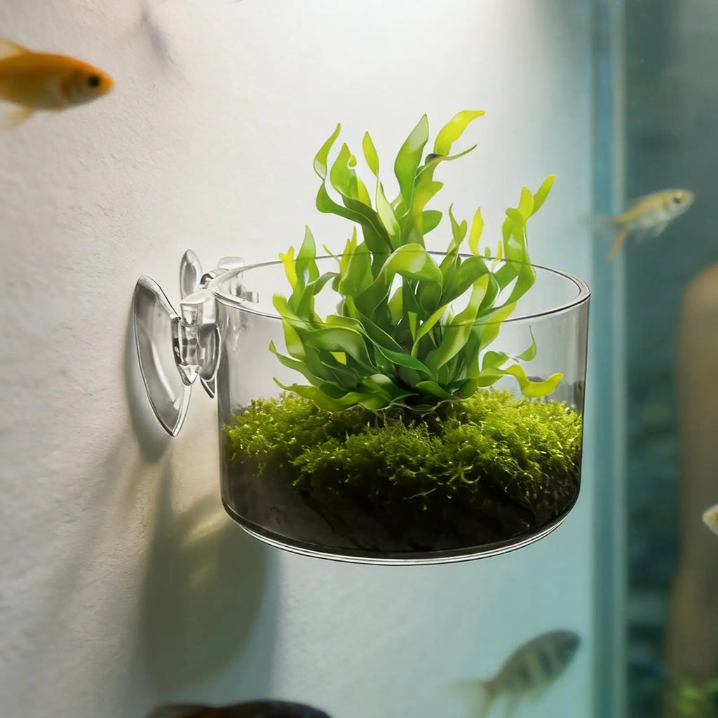 aquarium plant Cup Hanging fish tank Water potted planting cylinder cup aquarium plant holder Aquarium decoration Oasis Select