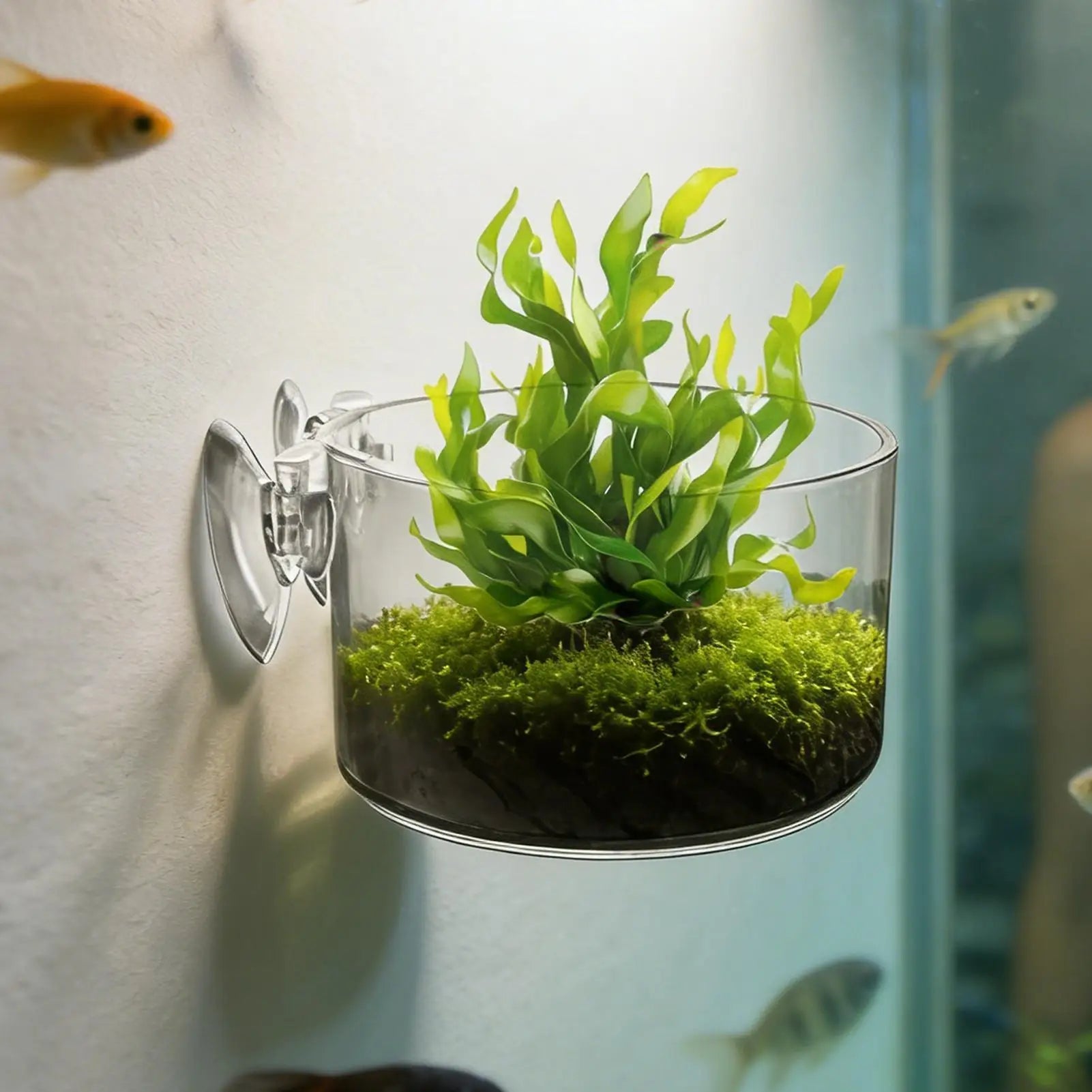aquarium plant Cup Hanging fish tank Water potted planting cylinder cup aquarium plant holder Aquarium decoration Oasis Select