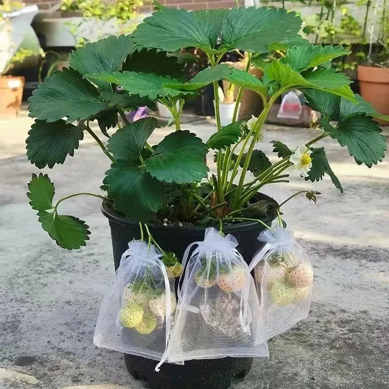 50pcs Fruit Protection Bags Anti-Bird Garden Netting Bags Strawberry Grapes Mesh Bag Plante Vegetable Netting Cover Garden Tool Oasis Select