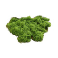 Artificial Filamentous Moss – DIY Miniature Landscape & Decor Artificial Moss Oasis Select light green