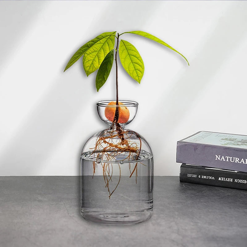 Avocado Seed Starter Vase Transparent Glass Vase Vase For Growing Plant Glass Seed Growing Kit For Gardening Lovers Oasis Select Default Title