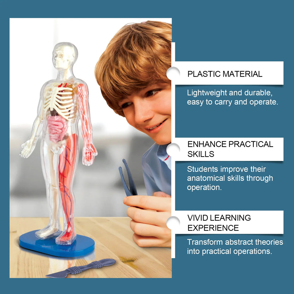 3D Human Body Model Anatomy Model Detachable Human Body Toy Stem Educational Toy Human Anatomy Model Body Structure Model Oasis Select