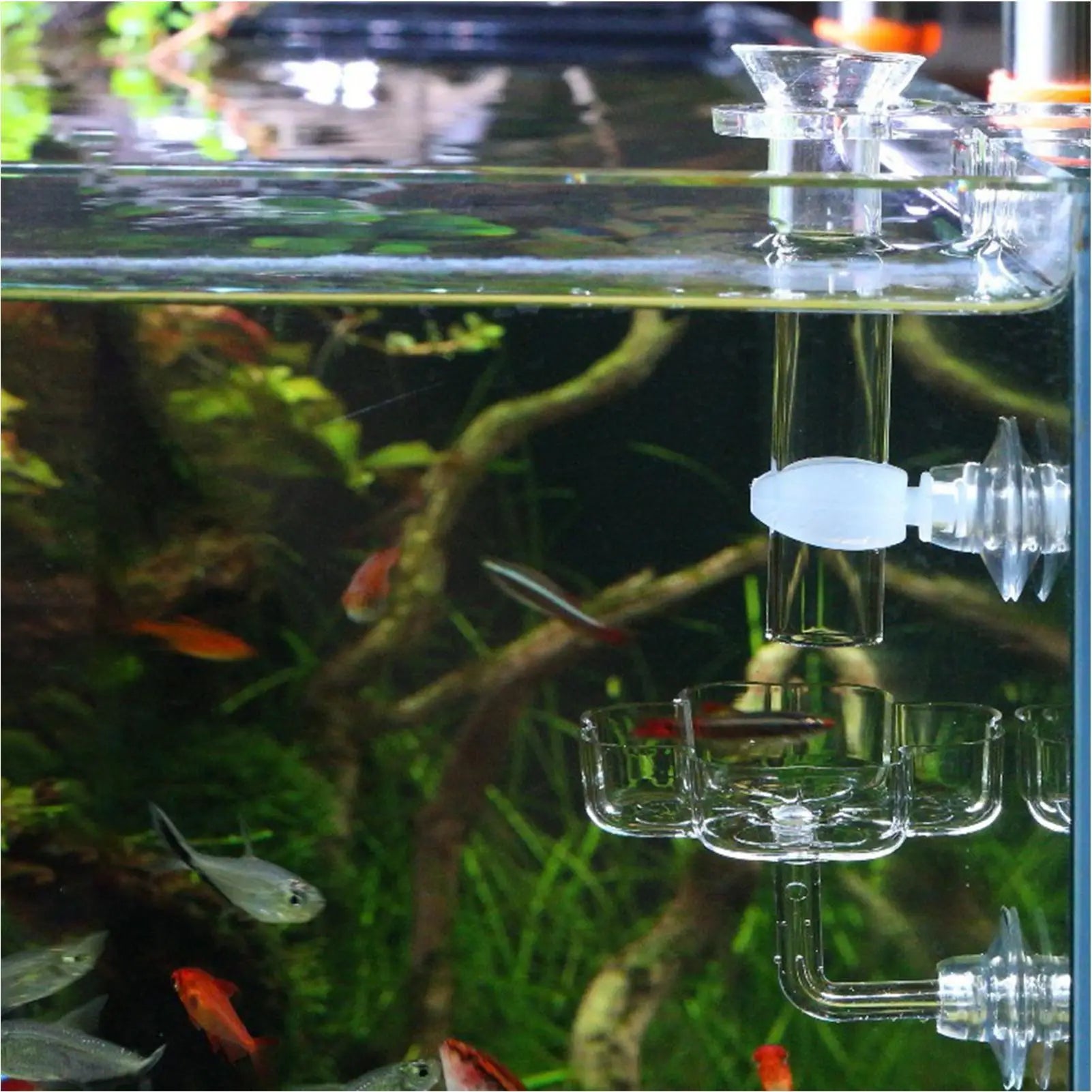 Aquarium Shrimp Feeder Dish – Clear Acrylic Suction Cup Tray
