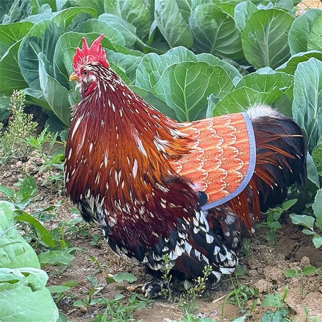 Chicken Saddle for Hens – Adjustable Feather Protector Chicken Hen Saddle Oasis Select