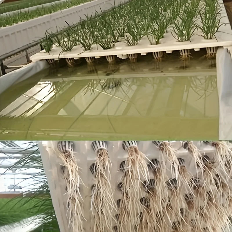 10pcs Hydroponic Seedling Basket Set (Includes 10 Planting Baskets + 10 Seedling Sponges)|Seed Stabilization to Prevent Drifting Oasis Select