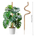 Plant Monstera Support Bendable Moss Pole for Plants Coconut Palm Fiber Monstera Handmade Coco Climbing DIY Garden Accessories Oasis Select Bendable 100CM