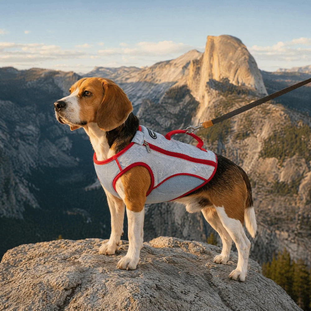 Breathable Dog Cooling Vest Sun Protection Adjustable Pet Cooling Shirt Zipper Design with Traction Cooling Jacket Daily Wear Oasis Select