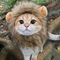 Internet Celebrity Pet Cat Lion Head Rabbit Ears Frog Bear Pet Hat Funny Headwear Oasis Select Lion S