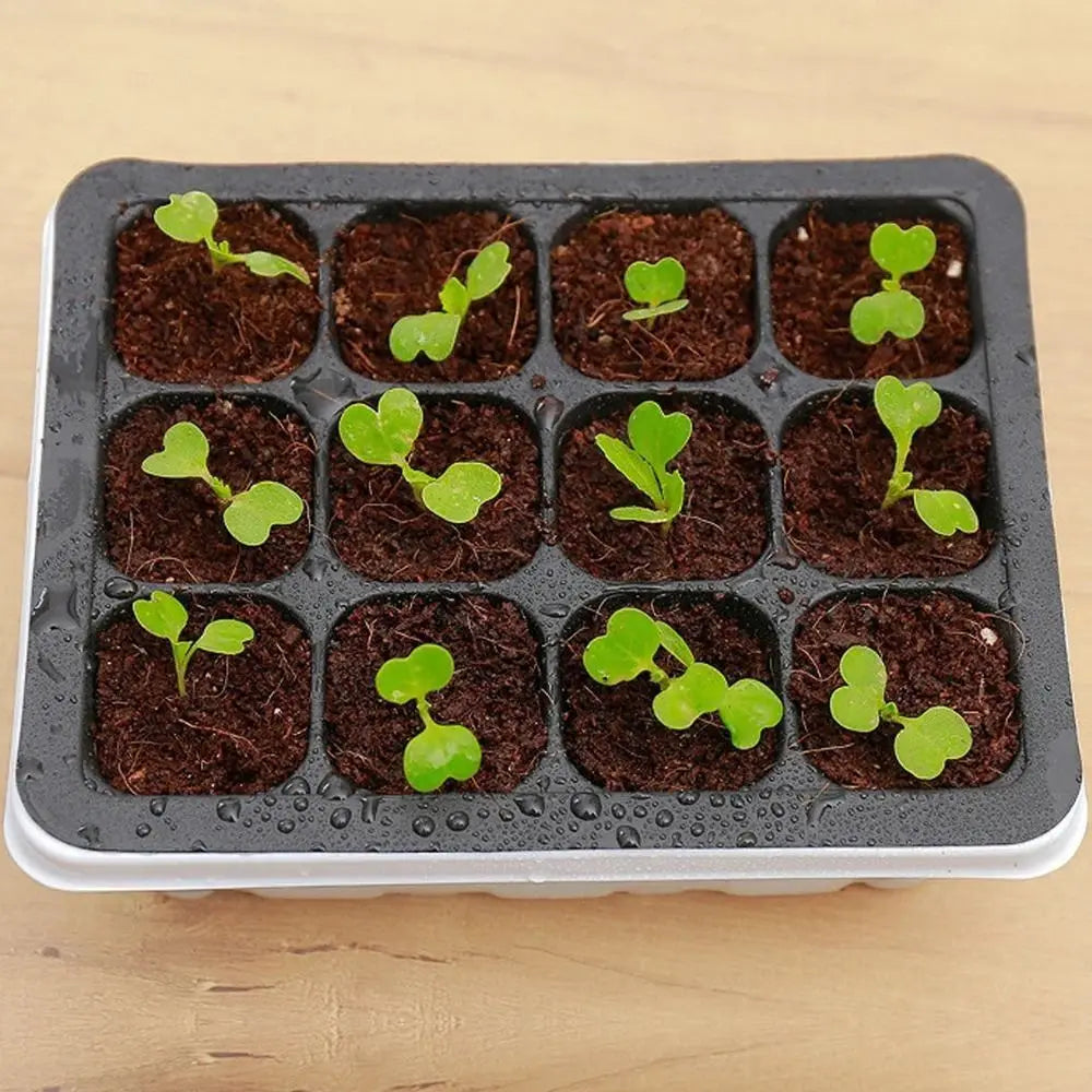 With Cover 12 Cells Seedling Trays White Square Portable Nursery Box Set Breathable Germination Box Greenhouse Oasis Select