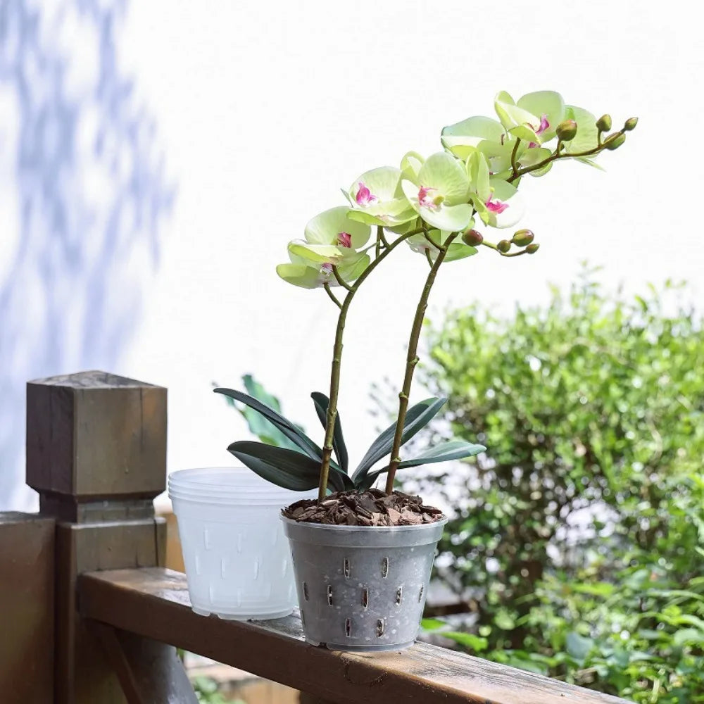Transparent Orchid Pot with Drainage Holes & Tray | Phalaenopsis
