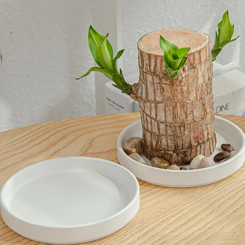 2pcs Brazilian Wood Pallet Desk Decor Elegant Ceramic Plates Plant Pot Base Brazilian Wood Tray Jewelry White Tray Decoration Oasis Select