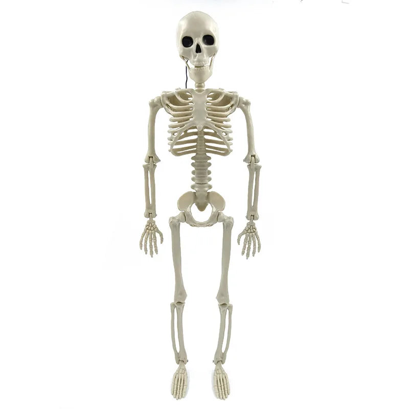 Halloween Skeleton 60cm Artificial Human Body Plastic Skeleton Decoration Haunted House Holiday Scene Layout Props Oasis Select 60cm