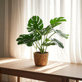 Artificial Monstera Turtle Back Leaf Simulation Potted Plant Artificial Potted Plant Oasis Select as show One Size