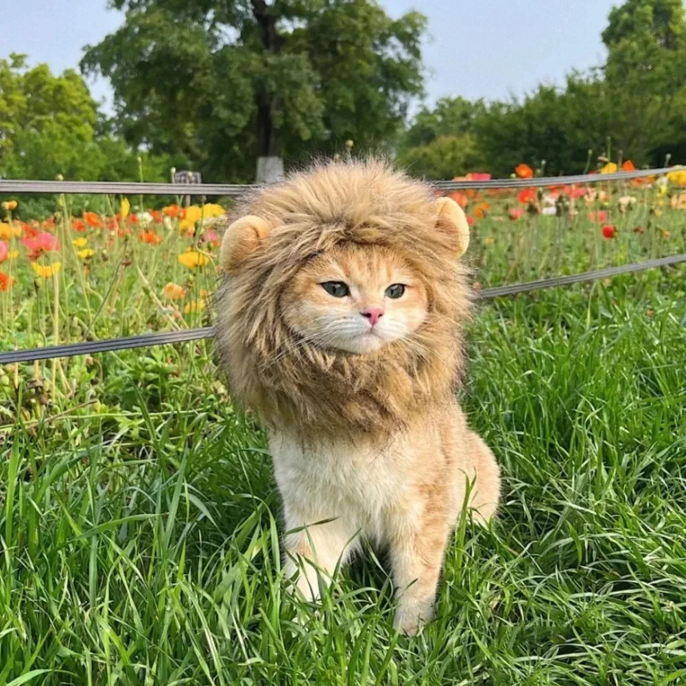 Internet Celebrity Pet Cat Lion Head Rabbit Ears Frog Bear Pet Hat Funny Headwear Oasis Select