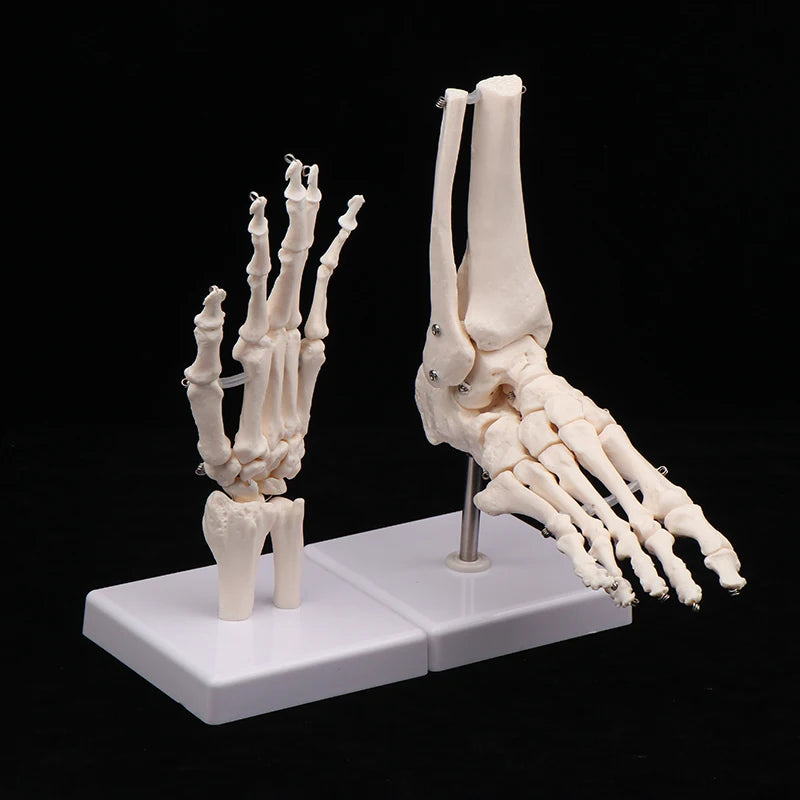 Anatomical Hand And Foot Skeleton Model Showing Ulna And Radius Portray Natural Movement Of Human Hand Foot Oasis Select