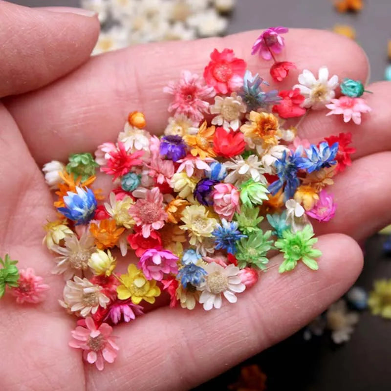 1box Small Resin Dried Flowers - Ideal for DIY Jewelry Earrings, Epoxy Art & Candle Making Art Craft Home Decor Photo Prop Oasis Select