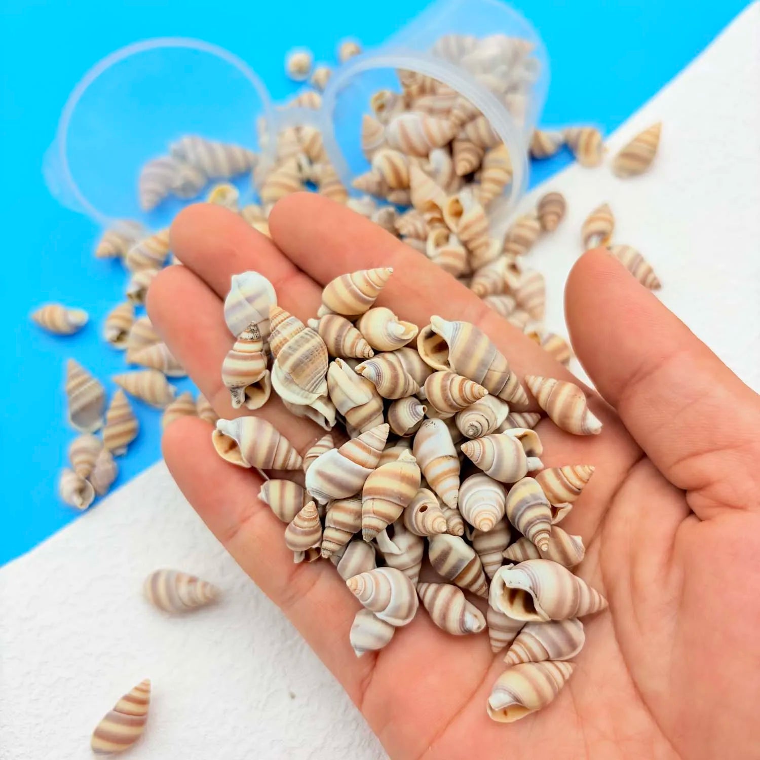 1Box Mini Sea Shells, Tiny Beach Shells,Seasnail For hobby, gift or decoration Art Crafts Projects Fish Tank Vase Fill Oasis Select
