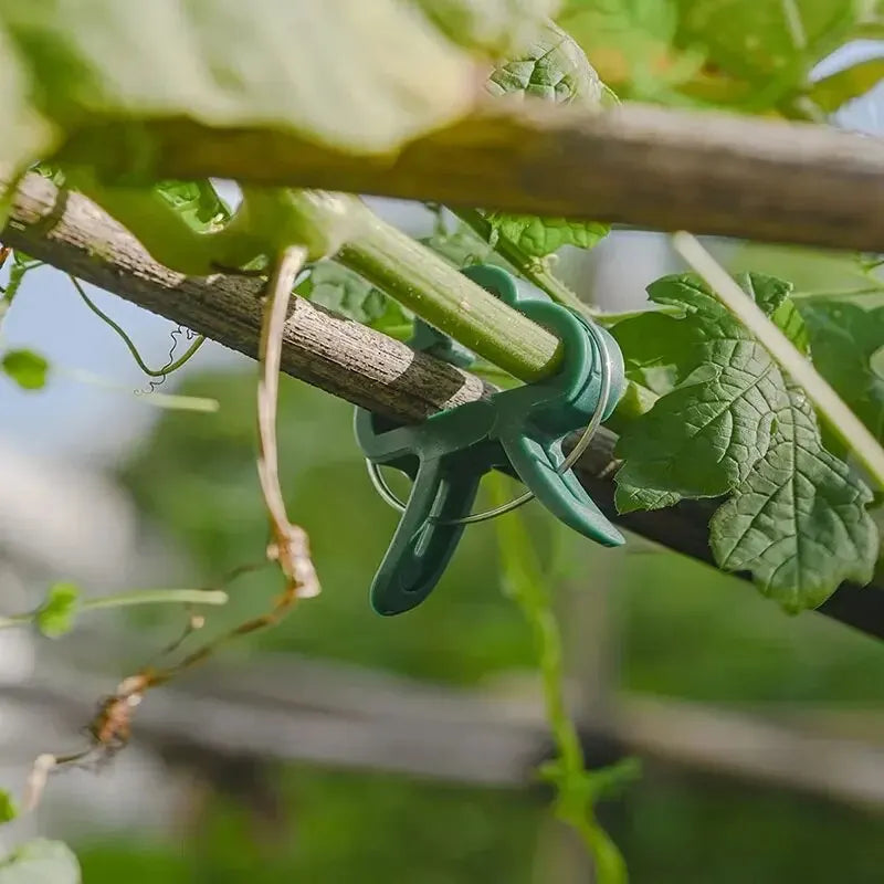 Plant Fixed Clips Reusable Garden Greenhouse Bracket for Fixed Plants Vine Flower Seedling Tomatoes Support Garden Supplies Oasis Select