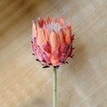 1PC,Europe Style Beautiful Artificial Flowers Fake King Protea Home Table Top Display Flowers Decorative Silk Flower Oasis Select Style 1