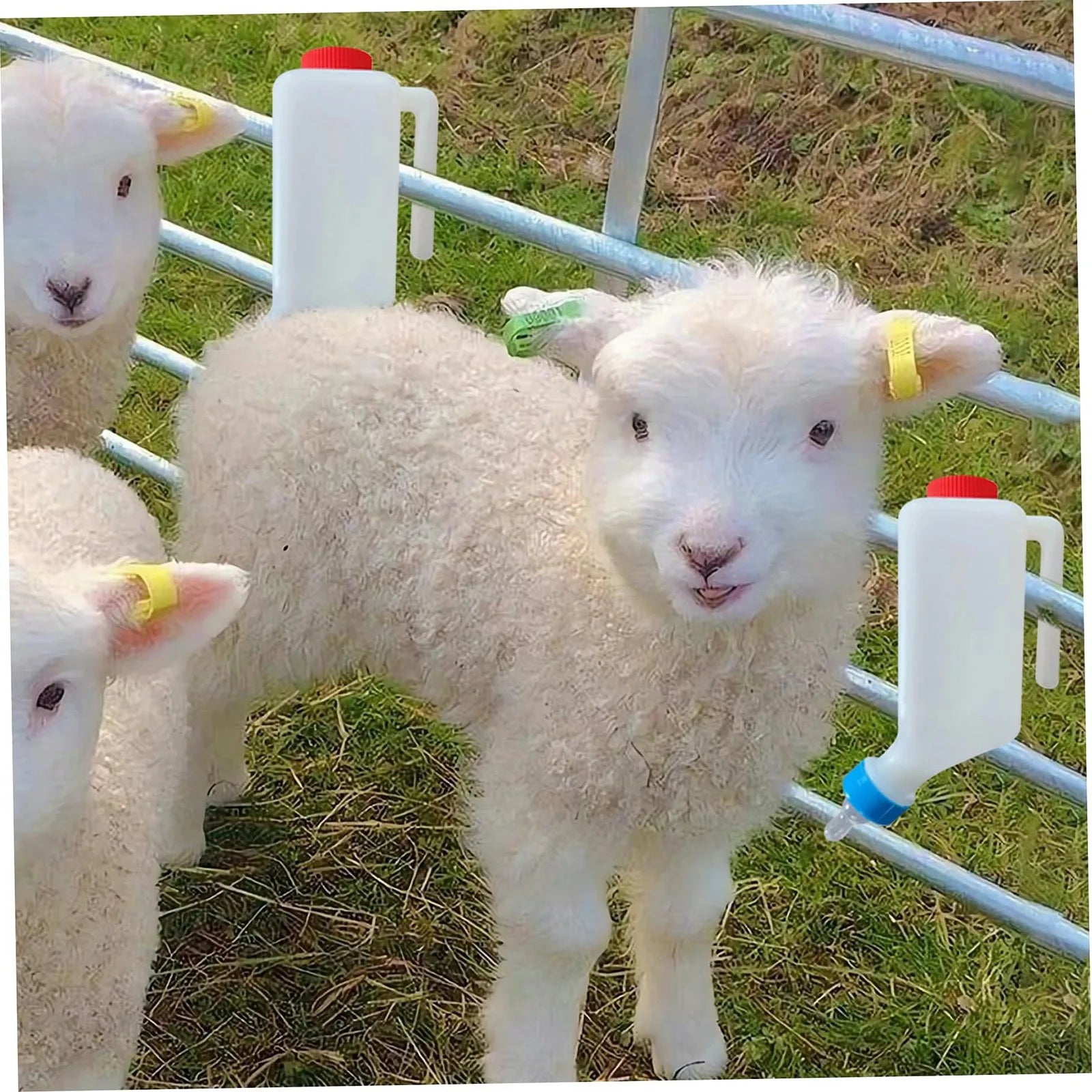 800ml Hanging Lamb & Calf Feeding Bottle with Scale – 2 Pack Animal Feeding Bottle Oasis Select