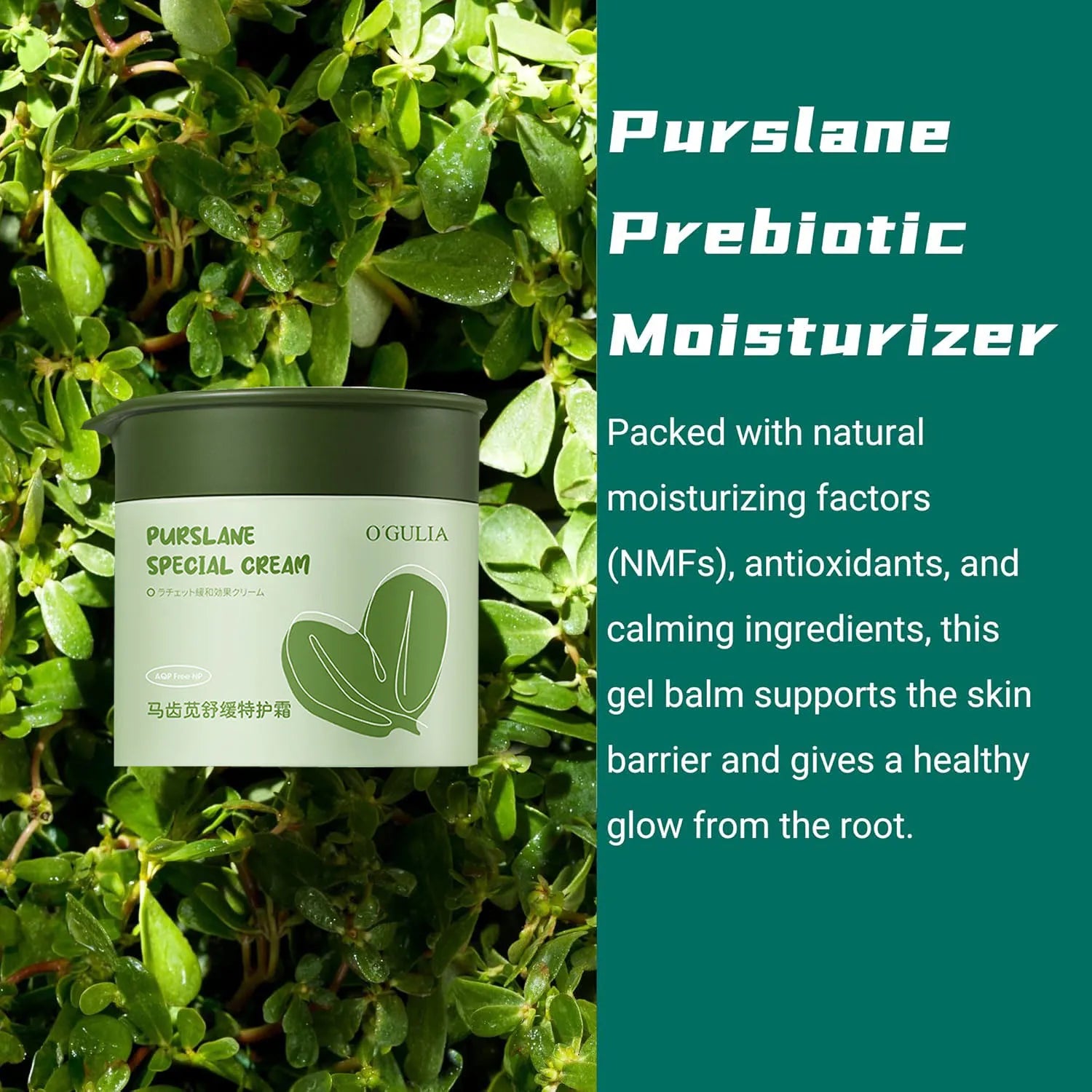 Purslane Facial Cream – Hydrating, Calming Barrier Moisturizer