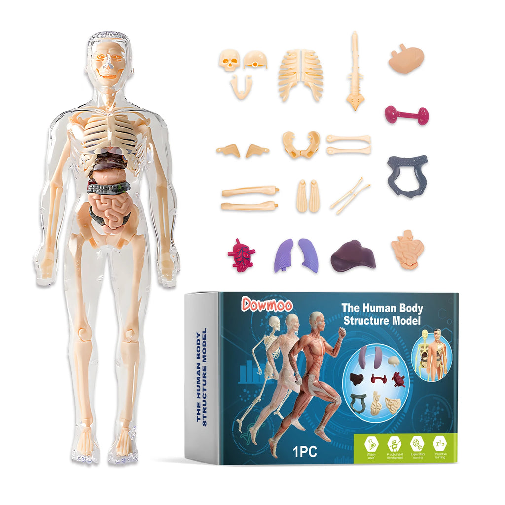 3D Human Body Model Anatomy Model Detachable Human Body Toy Stem Educational Toy Human Anatomy Model Body Structure Model Oasis Select 1box