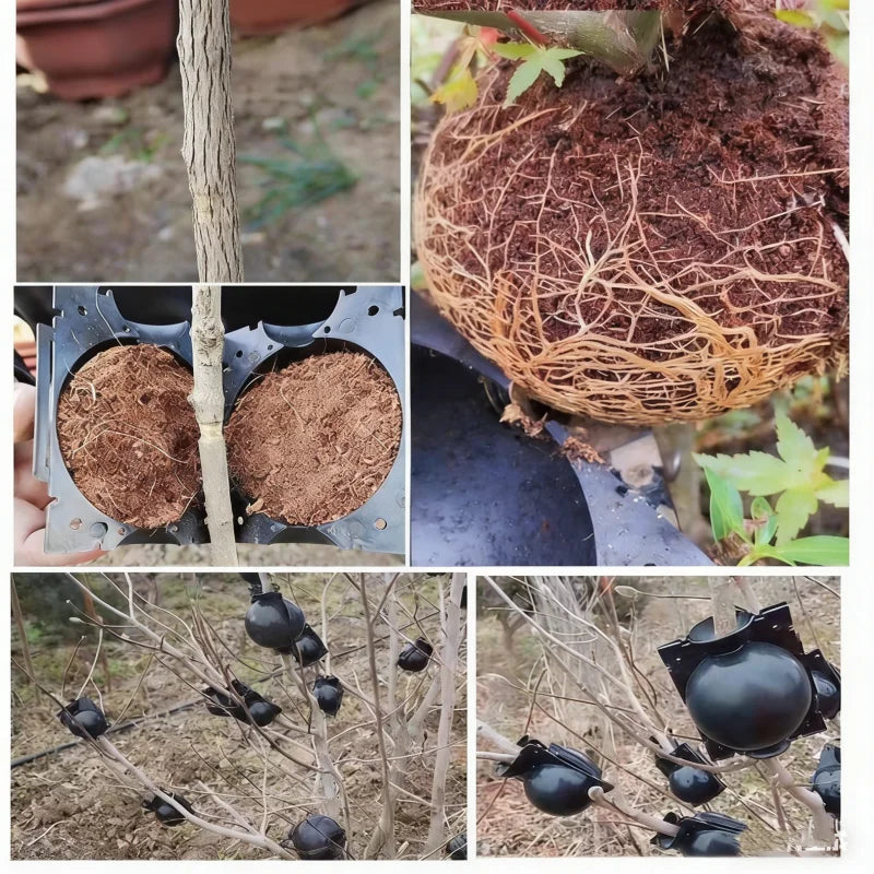 6pcs Garden Orchard Plants Grafting Rooting Box Reusable Plant Root Growing Box Breeding Equipment Propagation Ball for Sapling Oasis Select