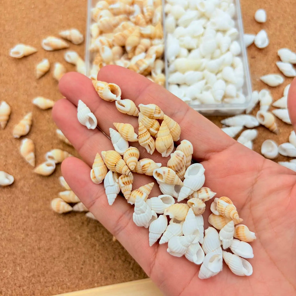 1 Box Small Shell Conch Starfish Natural Tiny Ocean Seashells for DIY Beach Theme Decor Art Crafts Projects Fish Tank Vase Fill Oasis Select