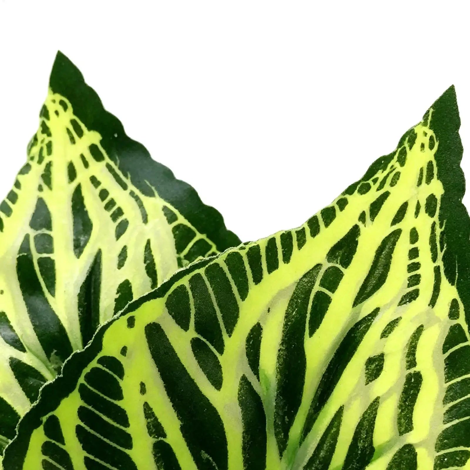 Betta Leaf Hammock Betta Fish Leaf Bed Resting Leaf Pad Natural Environment Fish Spawning Grounds Aquarium Fish tank decoration