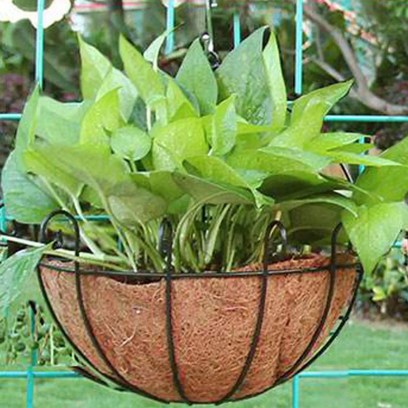 Coconut Basket Liners Coconut Coir Basket Plant Basket Liner Fence Flower Baskets Plants Replacement Liners for Garden Flower Oasis Select