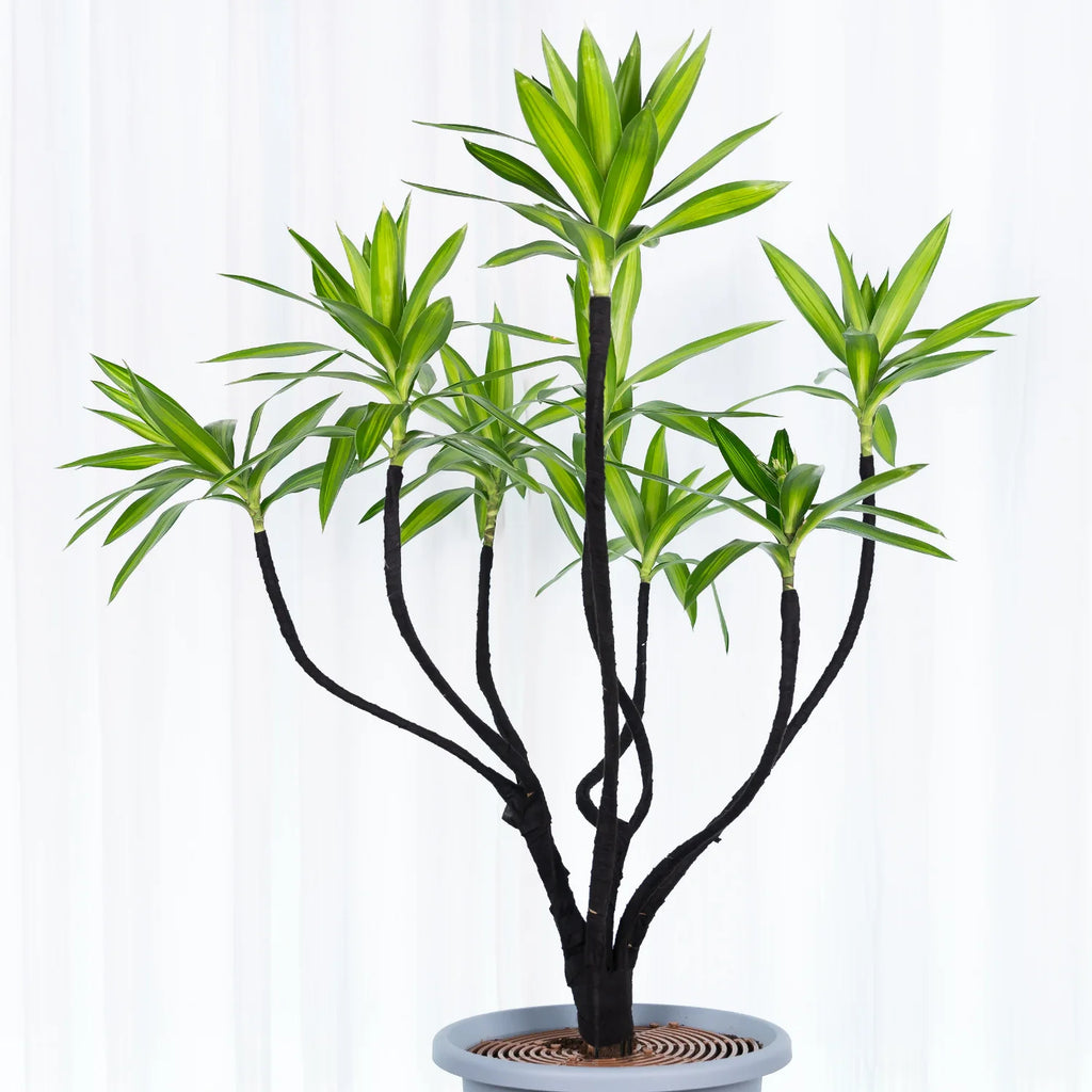 Garden Bonsai Shape Iron Wire Flower Pot Shaping Tool for Bonsai Shaping Garden DIY Industrial Metal Craft Projects‌ Supplies Oasis Select