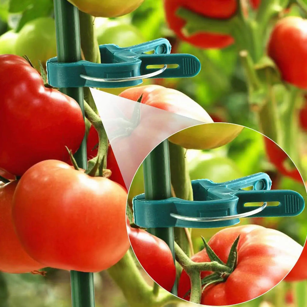 Plant Clips 20Pcs Plant Fixed Clips Reusable Garden Greenhouse Bracket Garden Plants Vine Climbing Clamp Flower Tomato Support Oasis Select