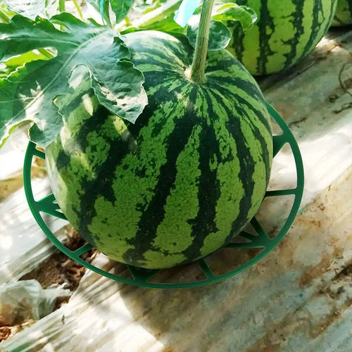 10-Pack Melon Cradle Fruit Support Trays – Pumpkin & Garden Garden Fruit Support Oasis Select