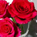Transparent Butterfly Acrylic Flower Vase Three-dimensional Flower Arrangement Accessories Butterfly Vase Home Decoration Oasis Select Default Title