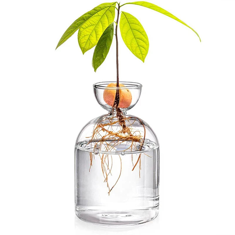 Avocado Seed Starter Vase Transparent Glass Vase Vase For Growing Plant Glass Seed Growing Kit For Gardening Lovers Oasis Select