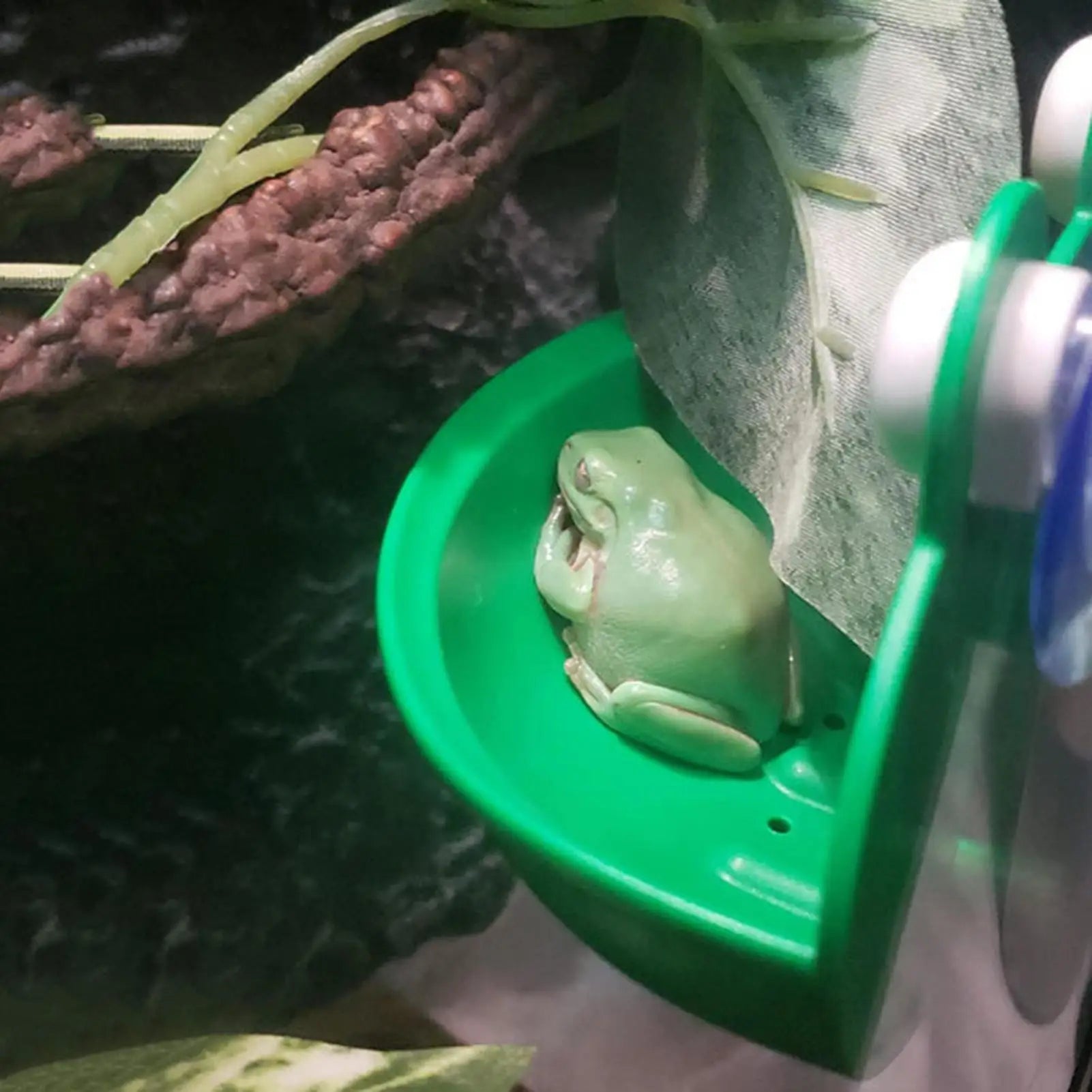 Frog Habitat Frog Holder Suction Cup Reptile Basking Area Resting Terrace Suction Cups Tank Decor ank Aquarium Aquascape Oasis Select