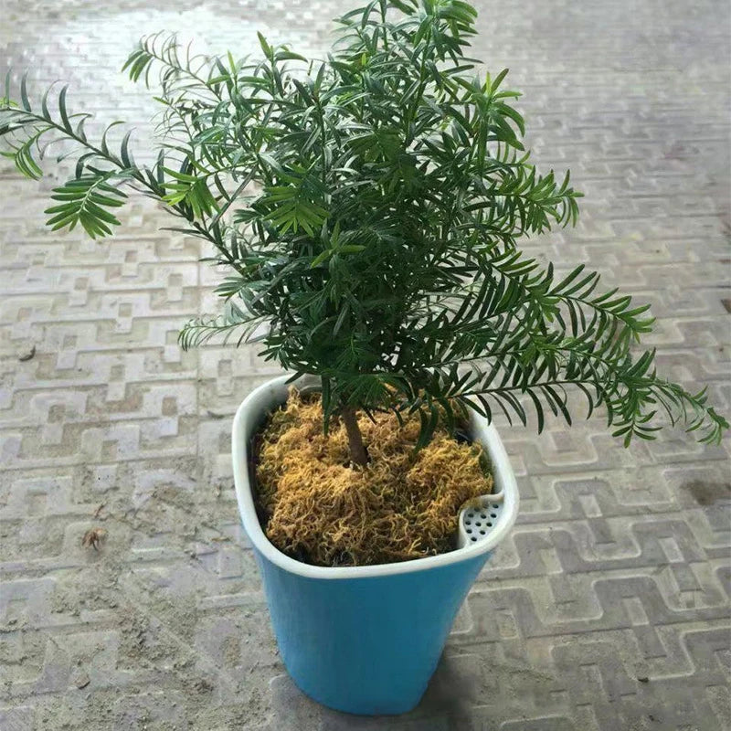 Automatic Self Watering Flower Plants Pot Irrigation Gardening Flower Pots Oasis Select