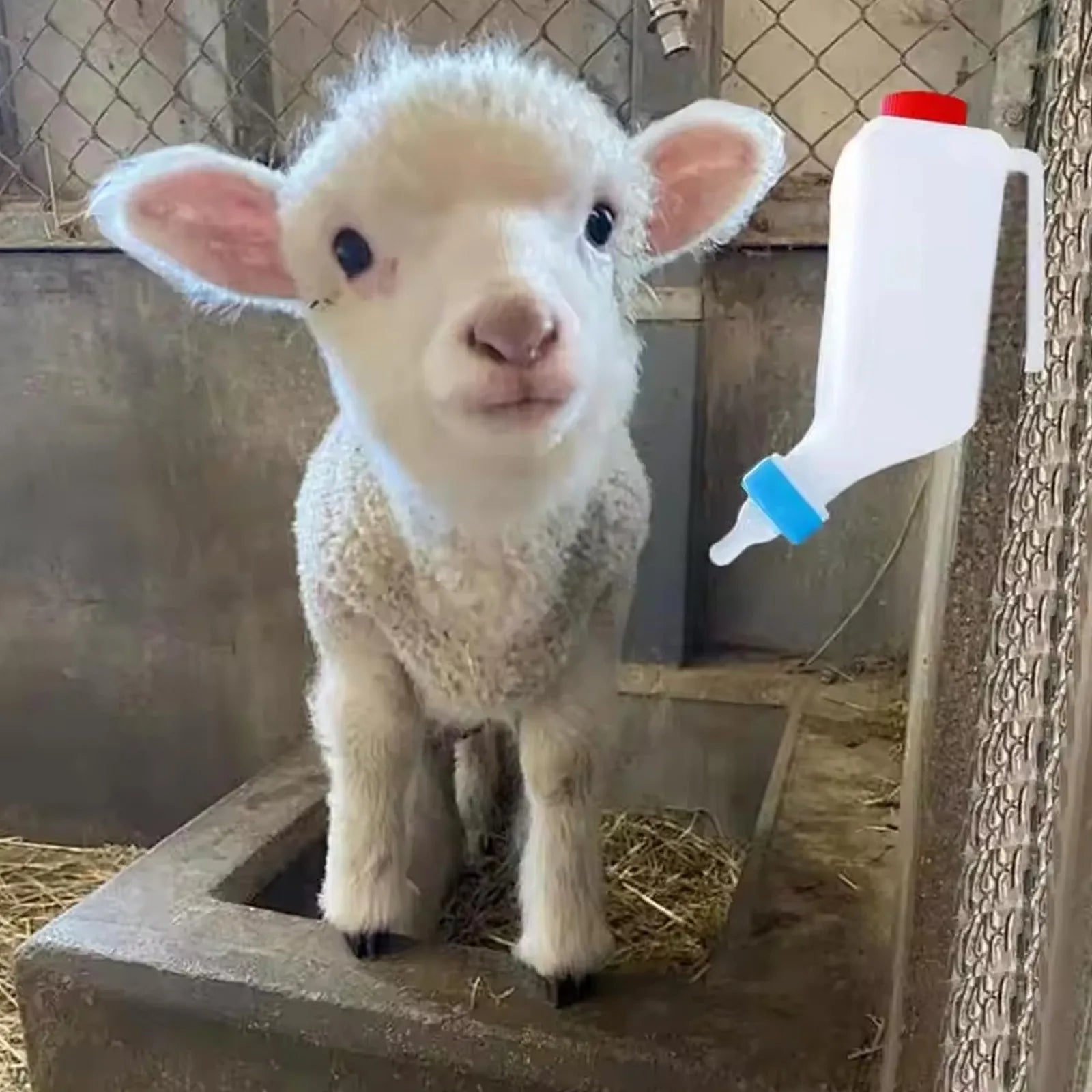 800ml Hanging Lamb & Calf Feeding Bottle with Scale – 2 Pack Animal Feeding Bottle Oasis Select