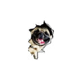 1Pc 3D Dog Pattern Waterproof PVC Toilet Sticker Creative WC Bathroom Stickers Home Decorations Cute Mouse Expression Decals Oasis Select style R-20X20CM