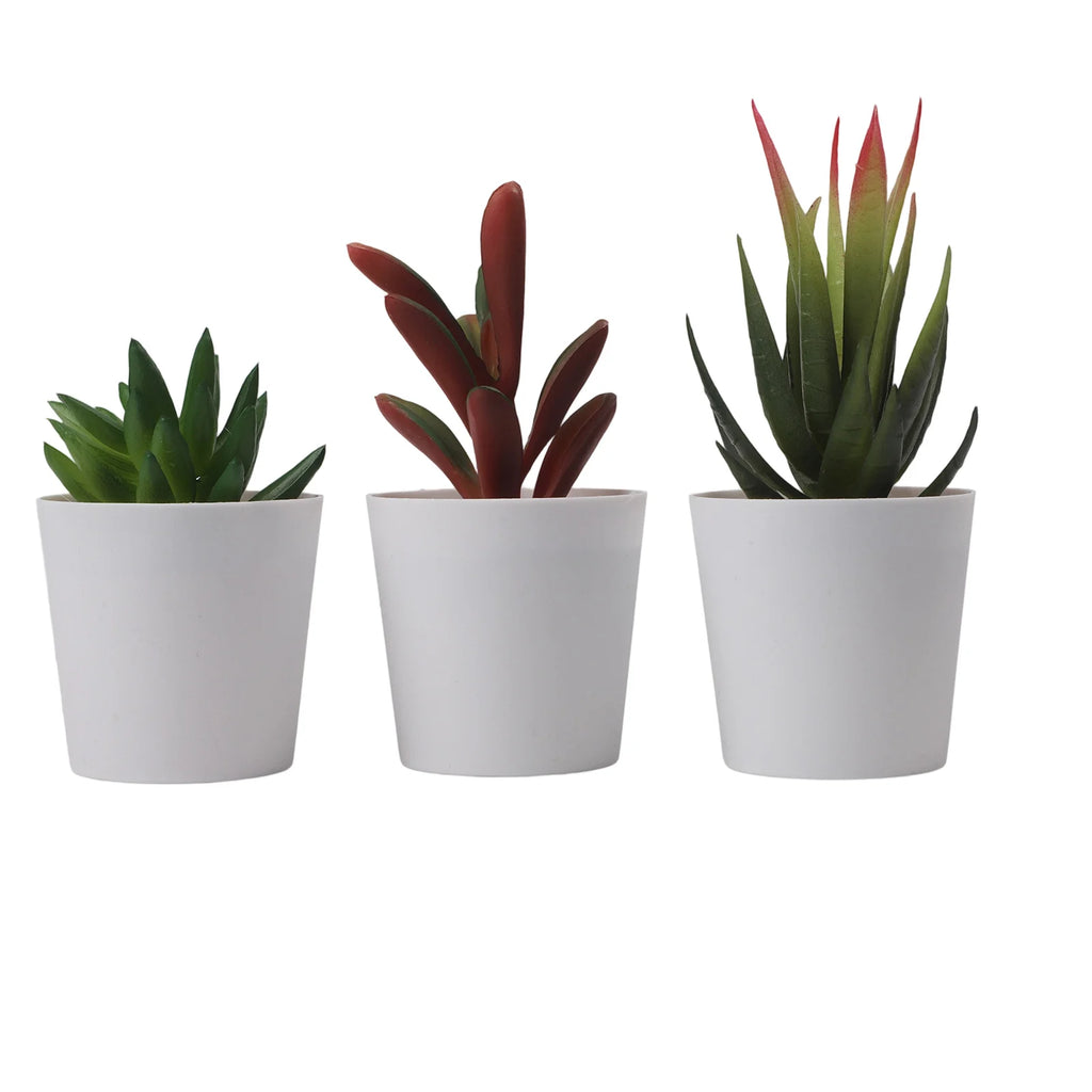 Artificial Succulent Bonsai Set of 3 – Faux Desktop Decor Artificial Succulent Set Oasis Select set3