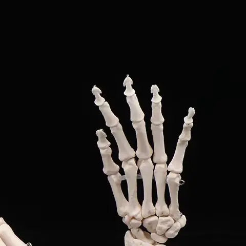 Anatomical Hand And Foot Skeleton Model Showing Ulna And Radius Portray Natural Movement Of Human Hand Foot Oasis Select
