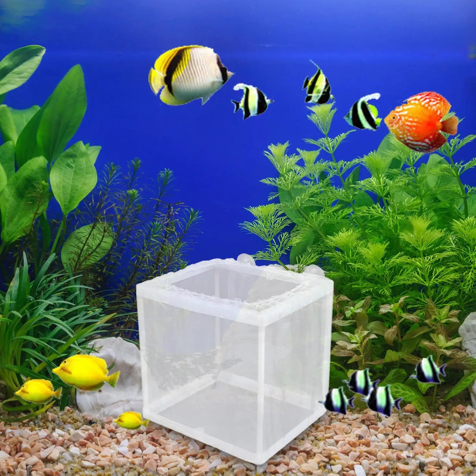 Breeder Box for Fish Tank Fish Isolation Box Mesh Box Juvenile Fish Separation Net with Suction Cups Fish Tank Incubator Box Oasis Select