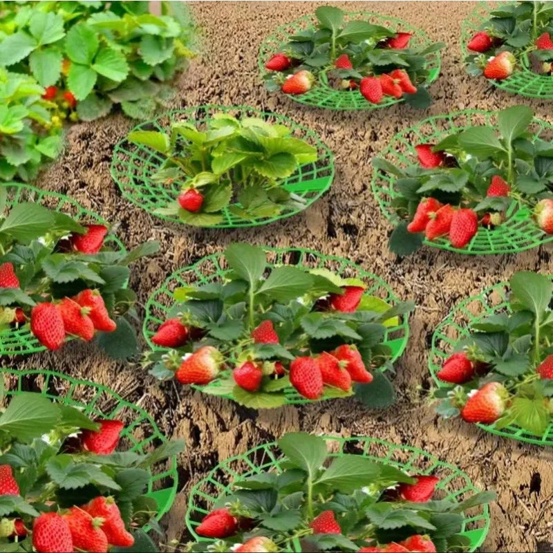 6/12pcs Strawberry Holder Strawberry Seedling Planting Stand Sun Flower Stand Potted Strawberry Artifact Anti-rot Fruit Support Oasis Select