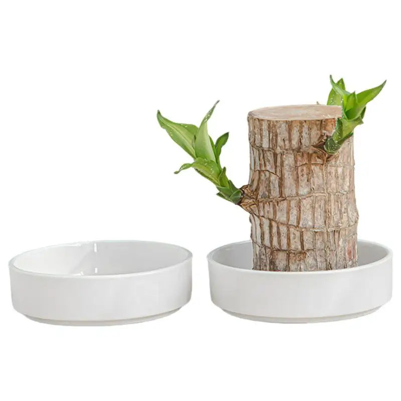 2pcs Brazilian Wood Pallet Desk Decor Elegant Ceramic Plates Plant Pot Base Brazilian Wood Tray Jewelry White Tray Decoration Oasis Select